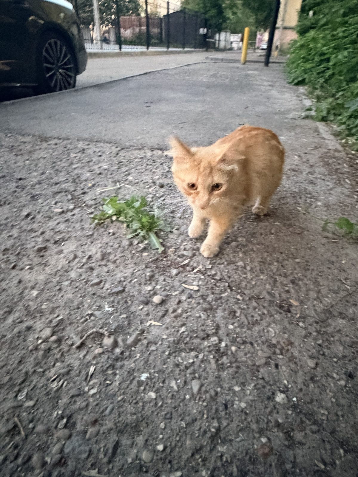 Найдена кошка в Казани — фото объявления
