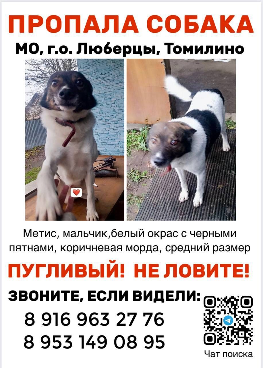 Пропала собака в Москве — фото объявления