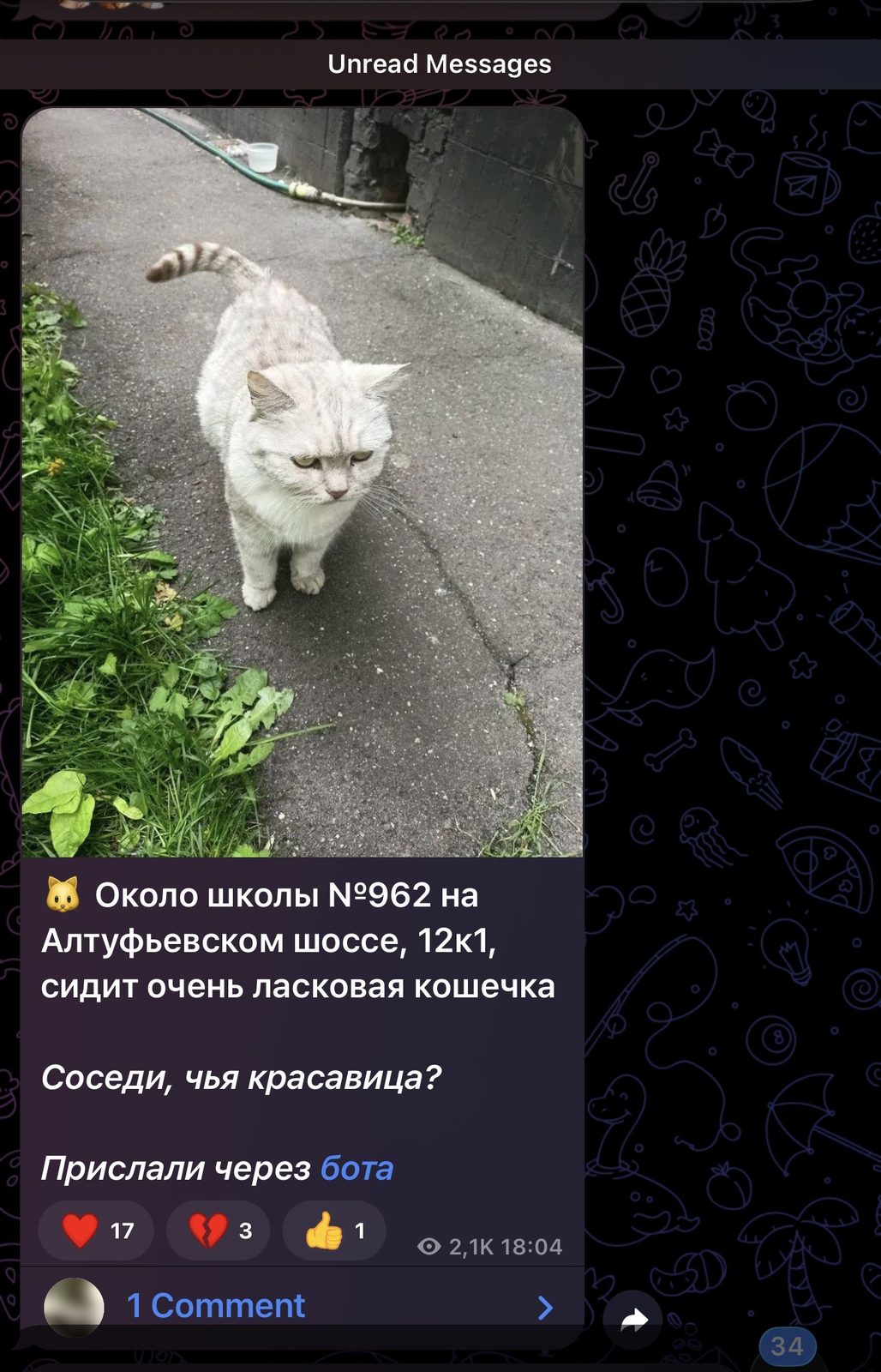 Найдена кошка в Москве — Британская кошка