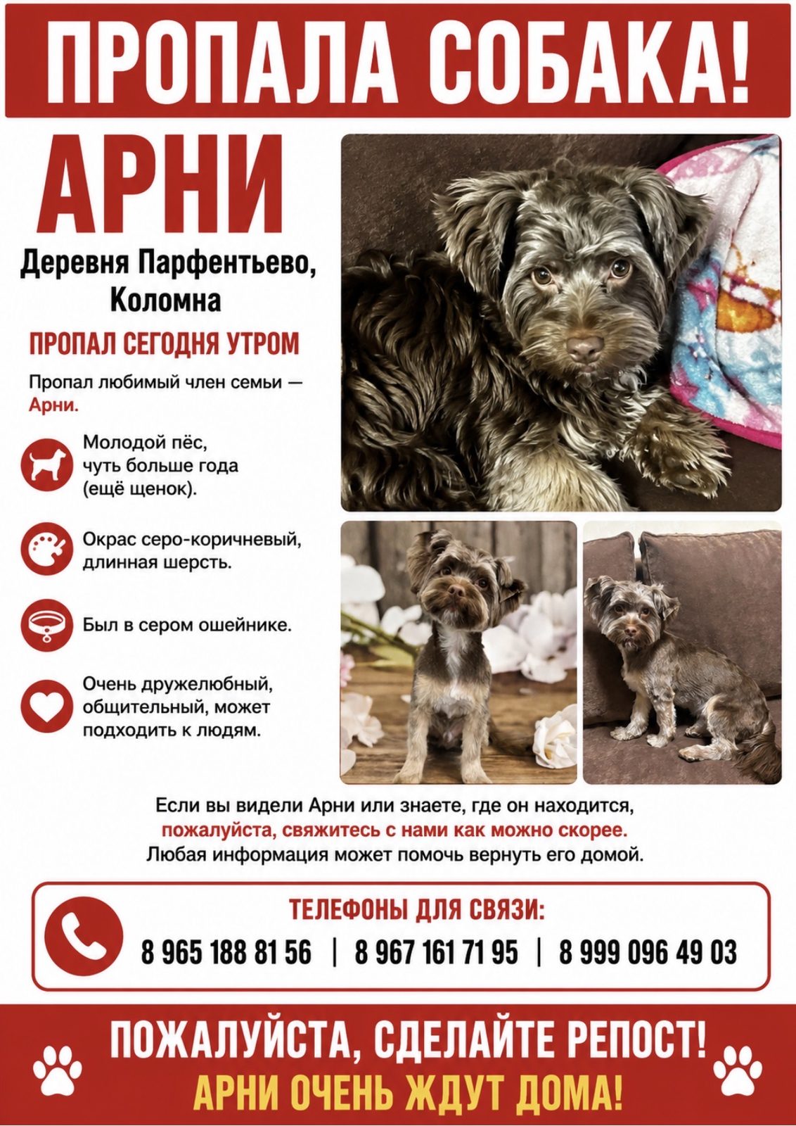 Пропавшая собака в Коломне Пропала собака в Коломне — фото объявления