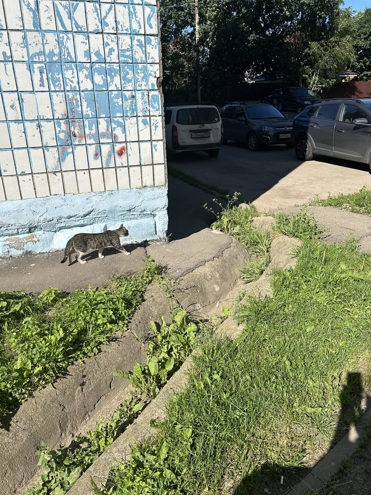 Найденная кошка в Сергиевом Посаде: Потеряшка на Чайковской Найдена кошка в Сергиевом Посаде — Потеряшка на Чайковской