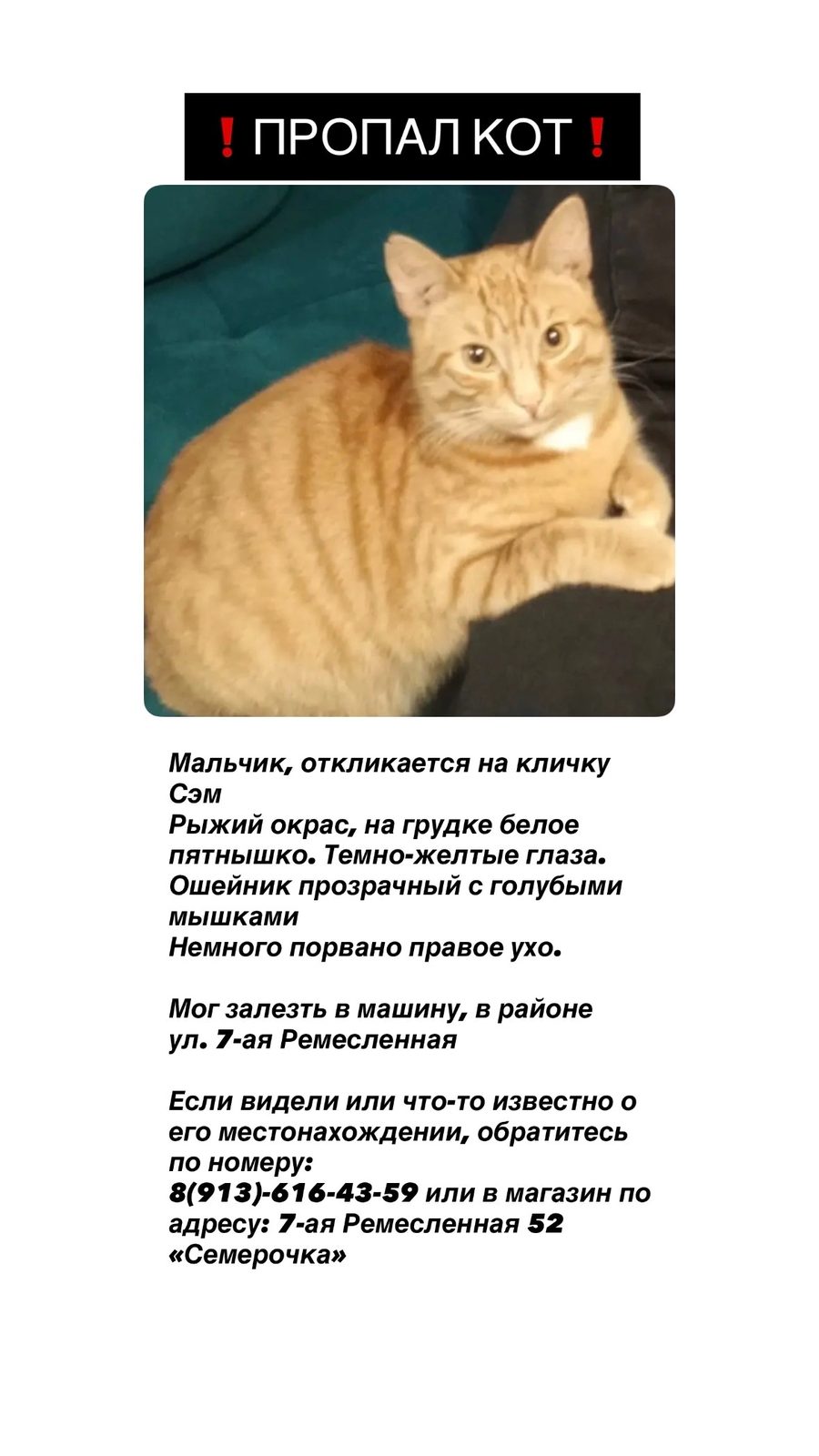 Пропала кошка в Омске — фото объявления