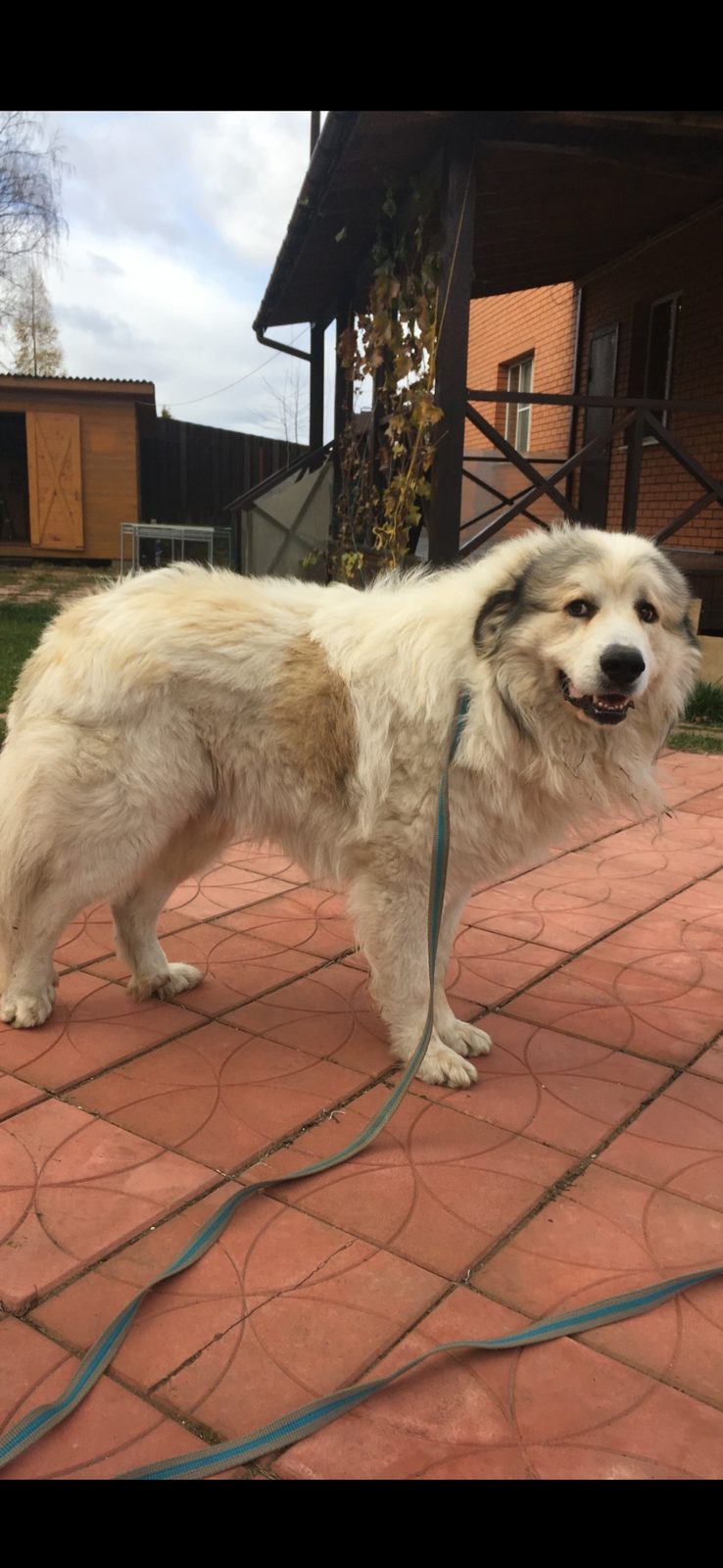 Пропала собака в Рузе — фото объявления