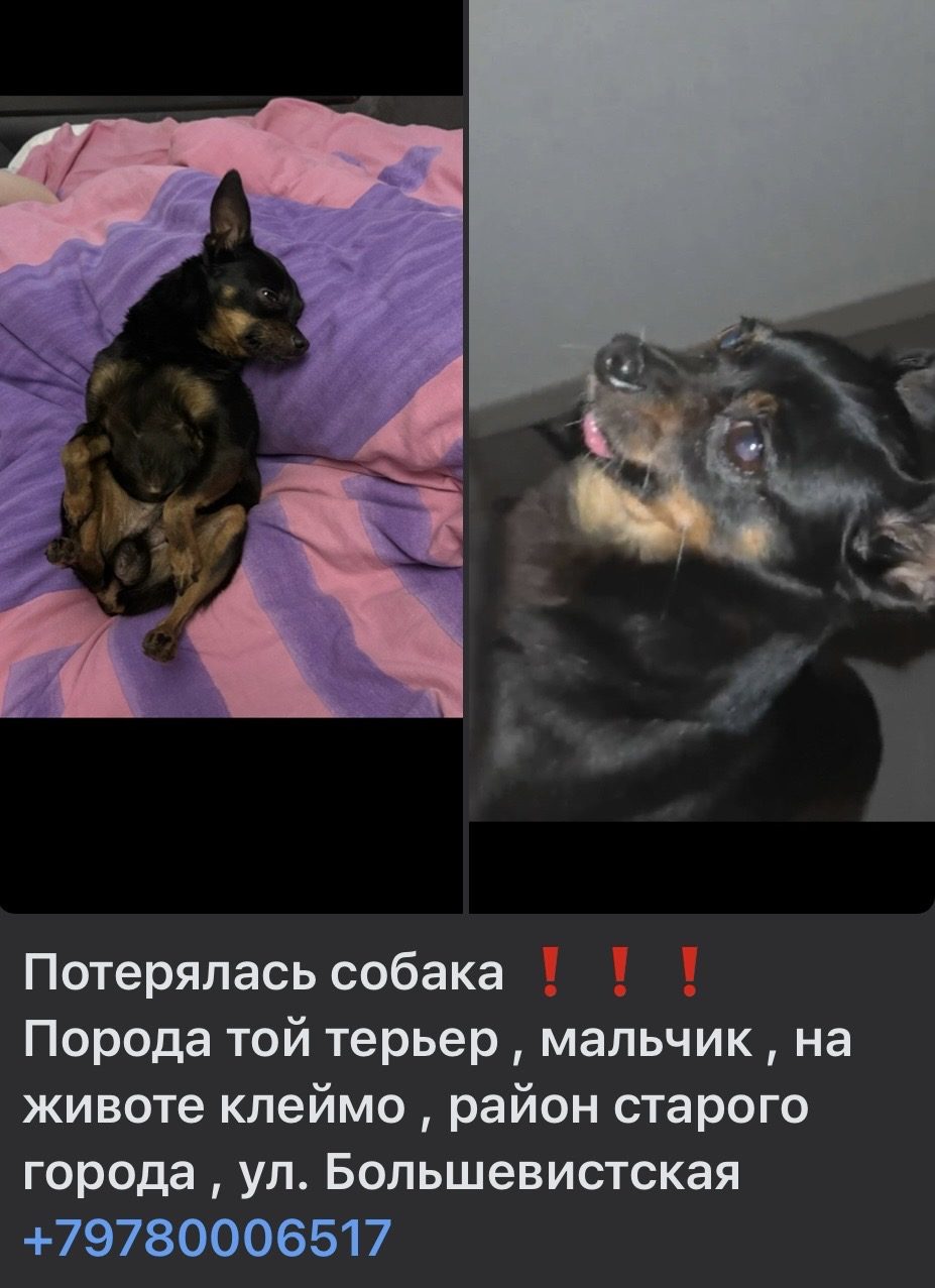 Пропала собака в Симферополе — фото объявления