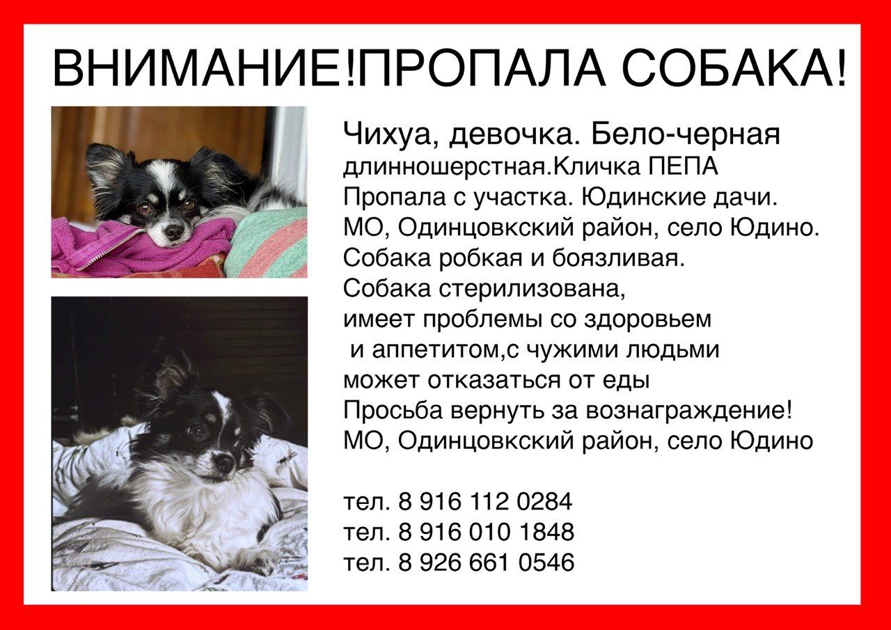 Пропала собака в Одинцове — фото объявления
