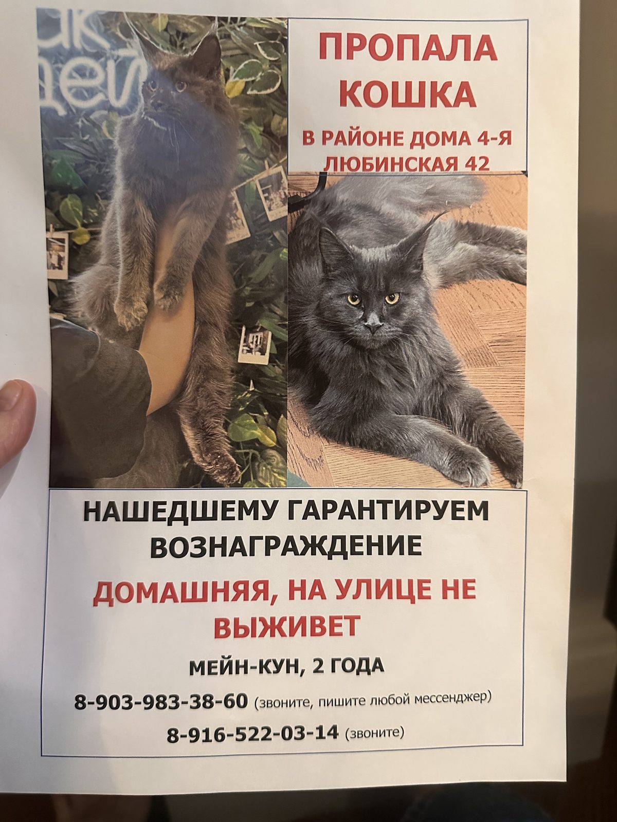 Пропала кошка в Омске — Помогите найти кошку