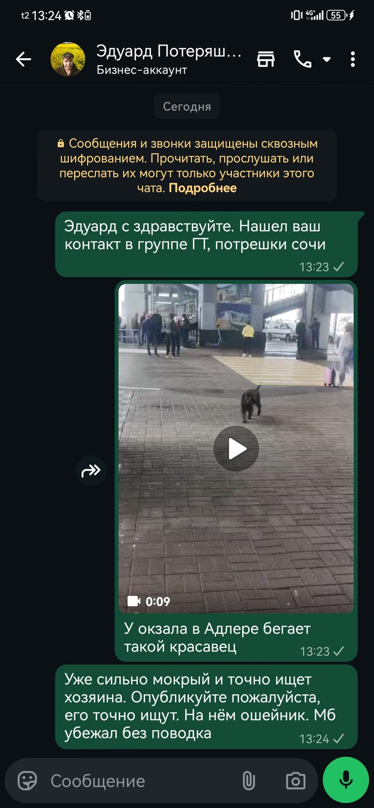 Найдена собака в Сочи — Шоколадный спаниель