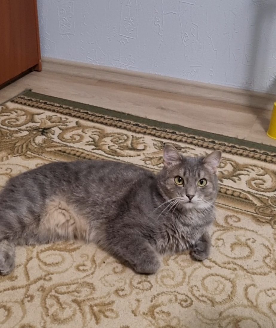 Пропала кошка в Сургуте — фото объявления