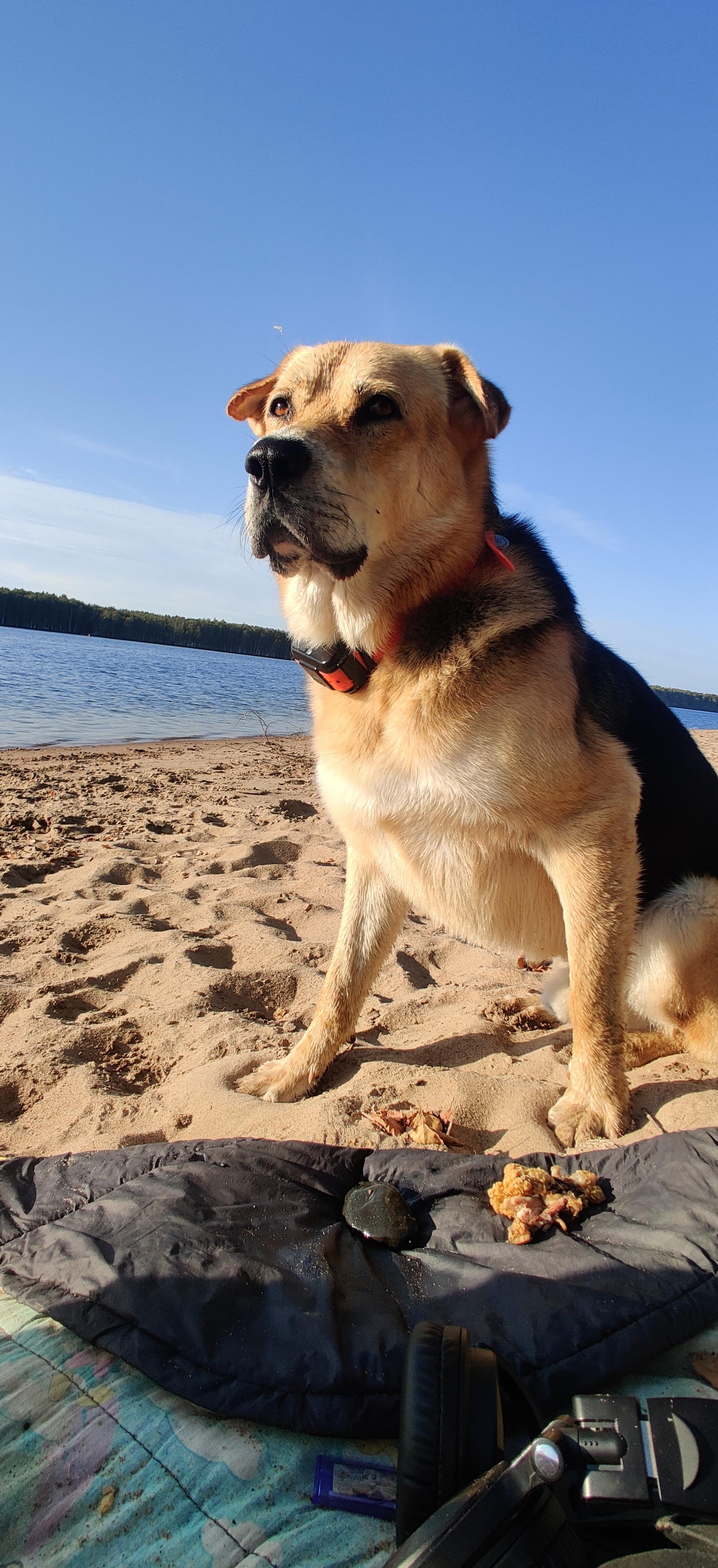 Пропала собака в Сясьстрое — фото объявления