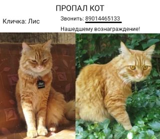 Пропавшая кошка в Ростове-на-Дону Пропала кошка в Ростове-на-Дону — фото объявления
