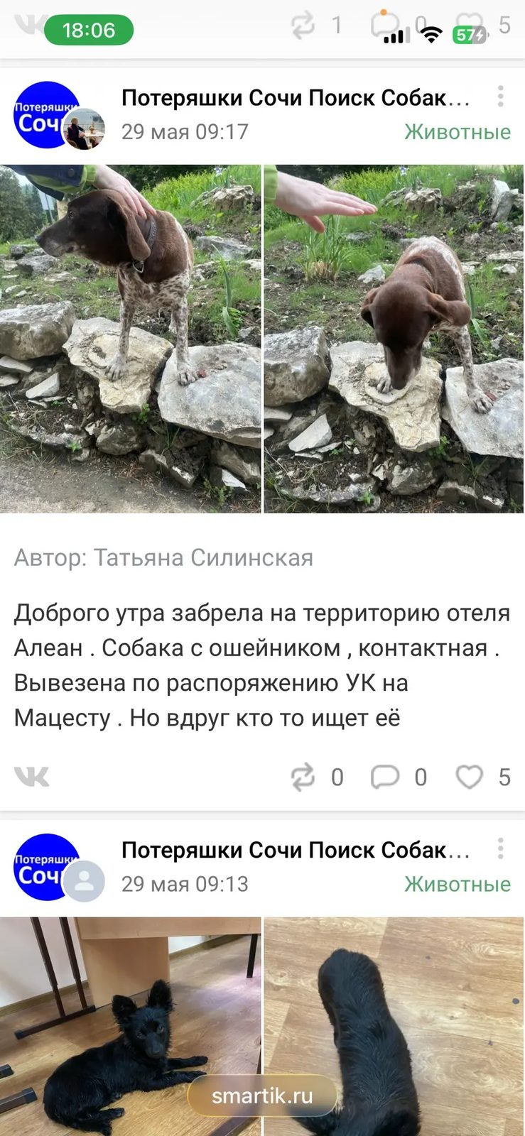 Найденная собака в Сочи Найдена собака в Сочи — фото объявления