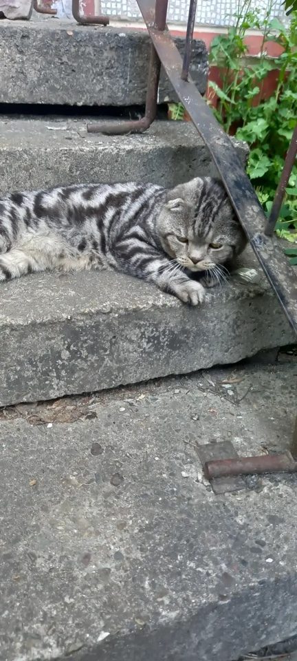 Найдена кошка в Костроме — фото объявления