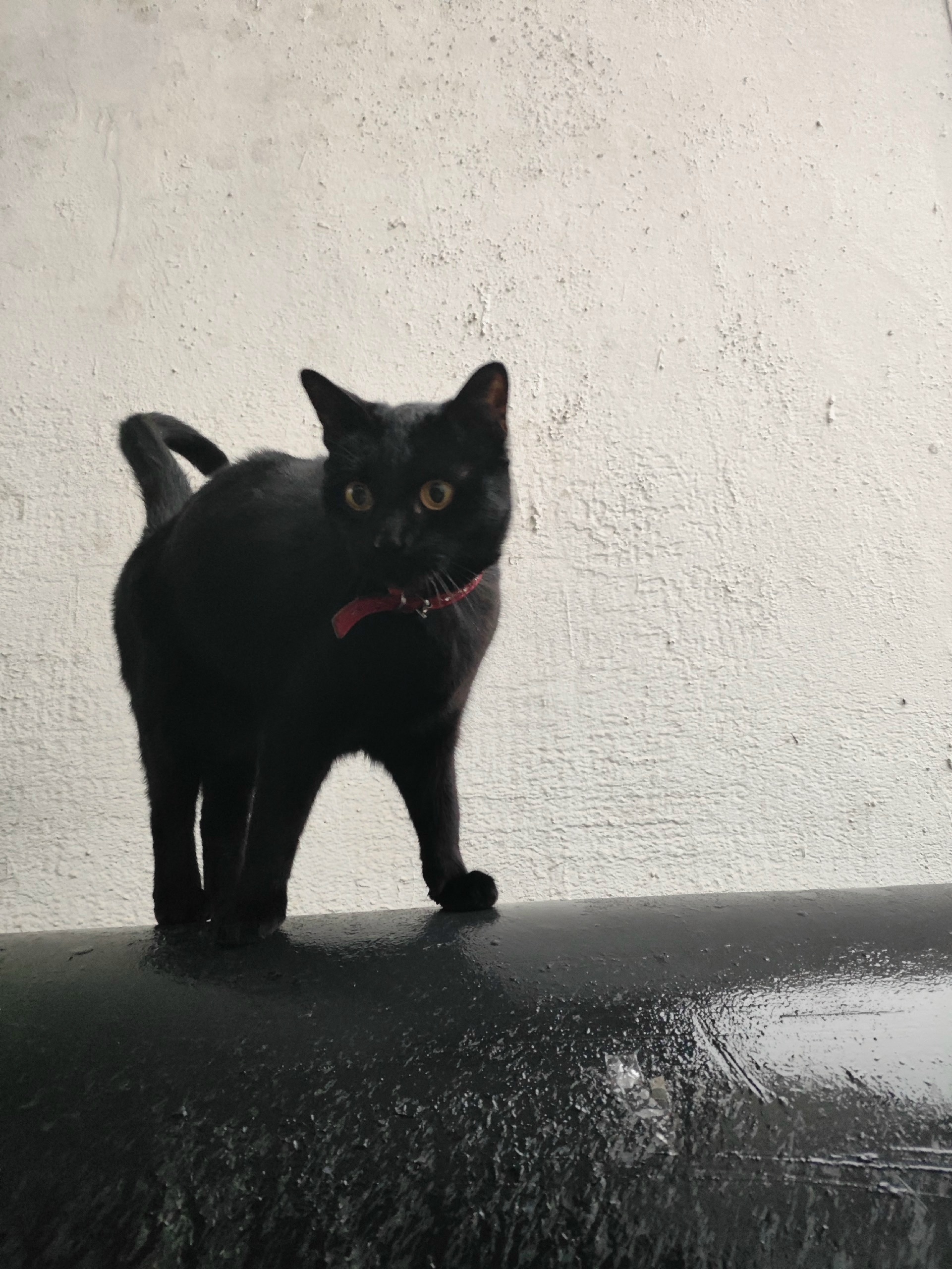 Объявление о питомце в Сергиев Посад