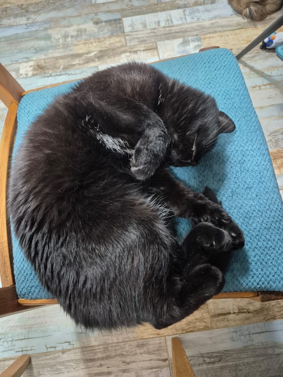 Найдена кошка в Сергиевом Посаде — фото объявления