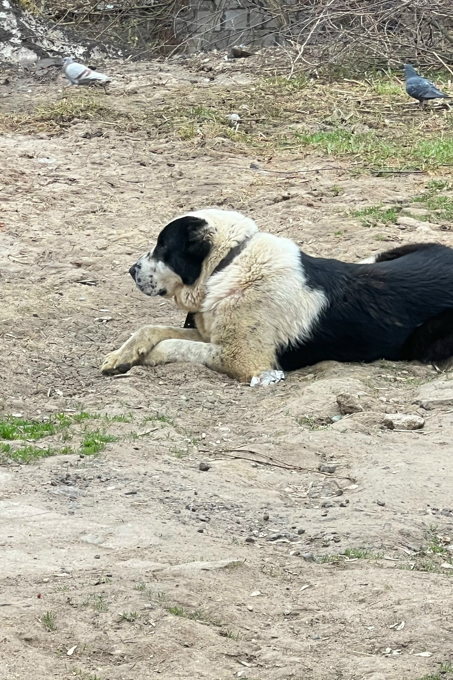 Замечен алабай!! Скобянка, 8:20, подходил обнюхать, грязный и уставший, в ошейнике. Придержать не смогу. Звоните 89253362089