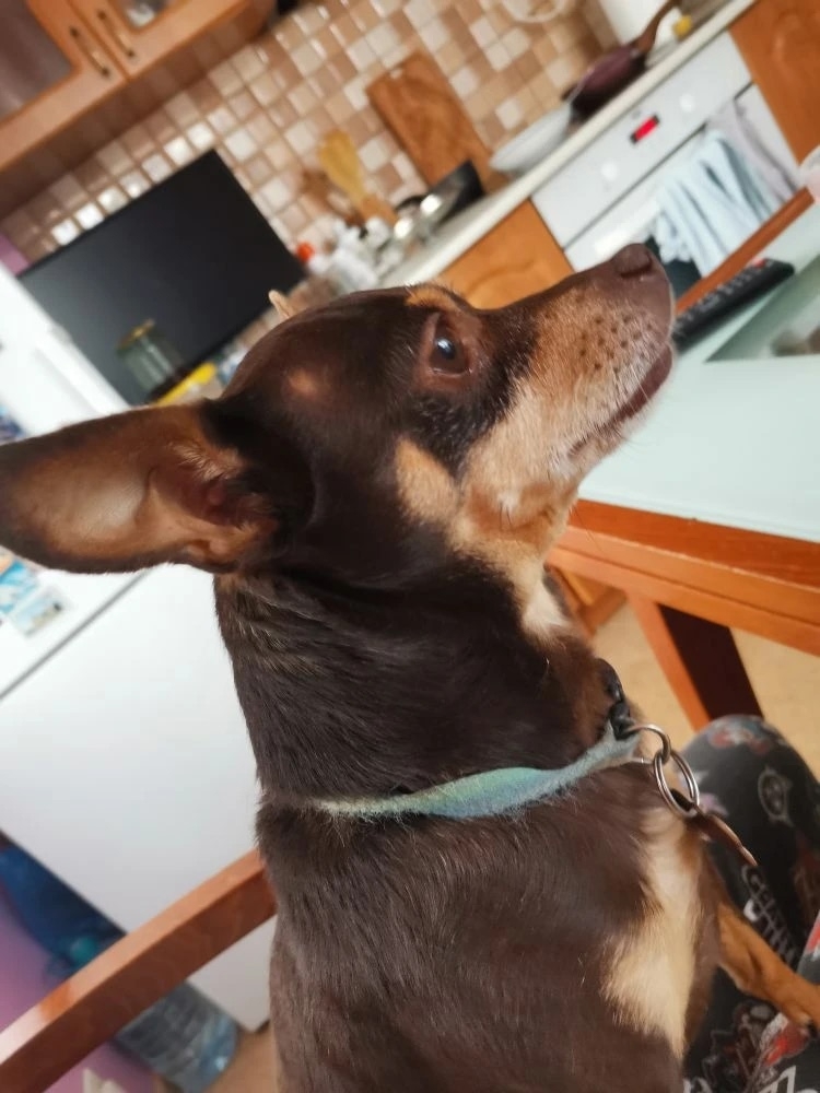 Пропала собака в Другие города