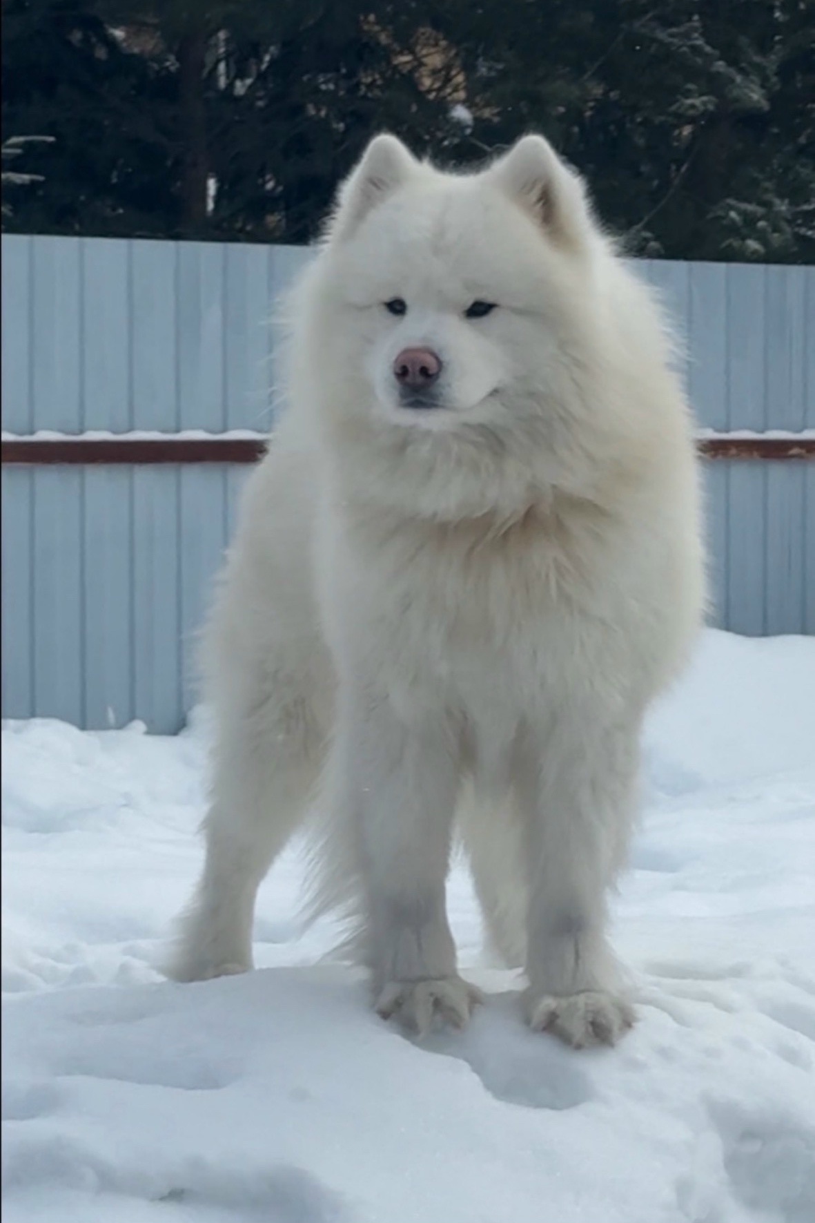 Найдена собака в Другие города