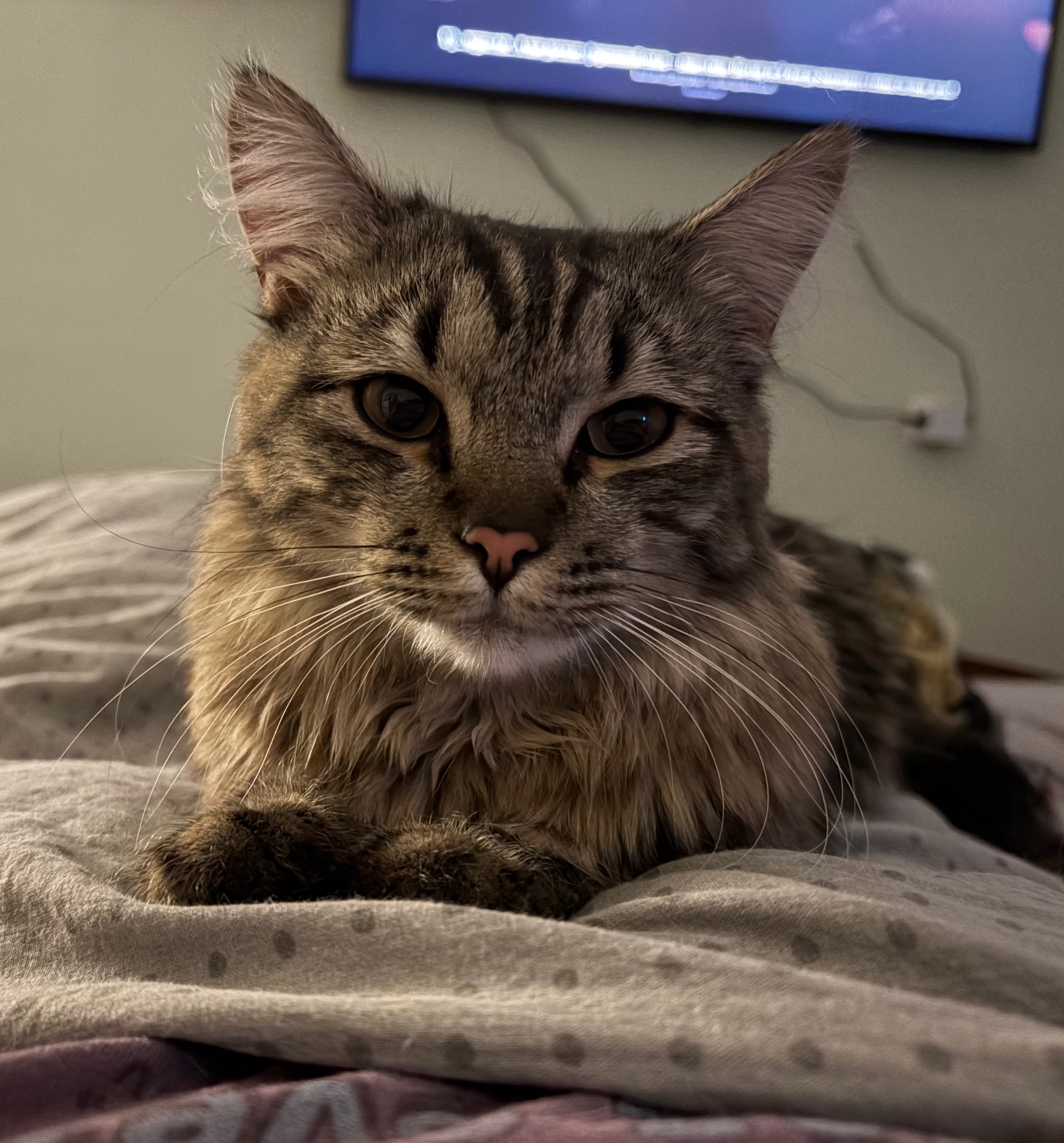 Найдена собака в Других городах — фото объявления