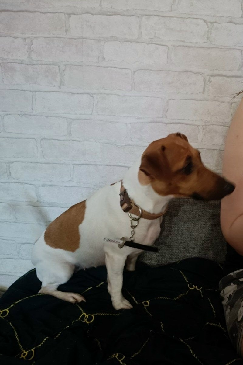 Пропала собака в Фрязине — фото объявления