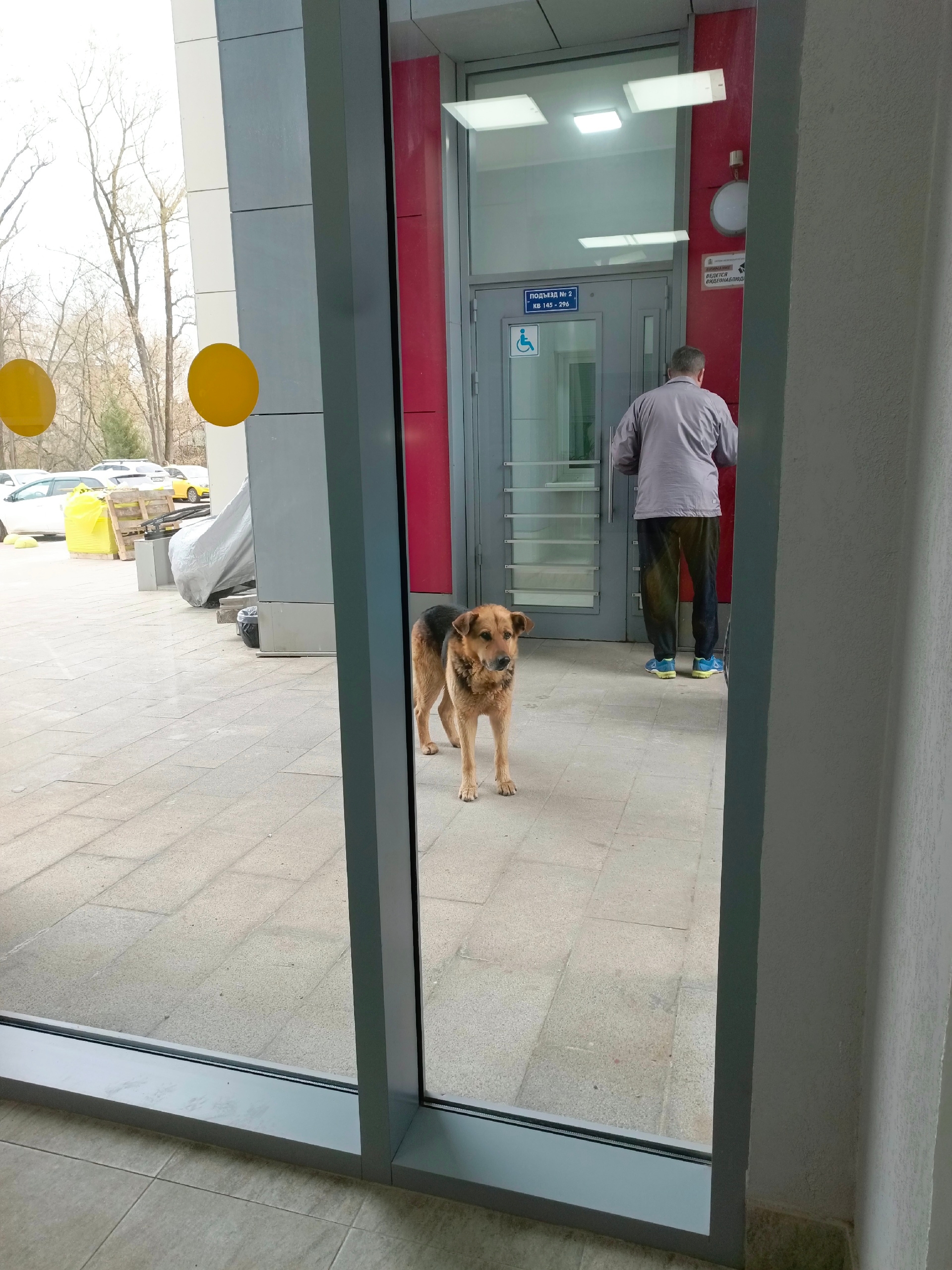 Пропала собака в Фрязине — фото объявления