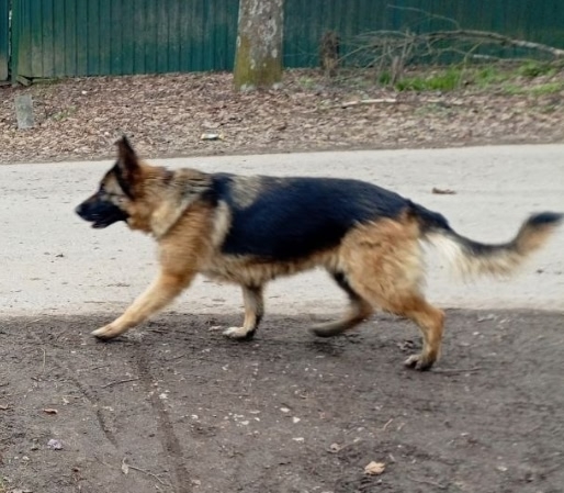 Найдена собака в Фрязине — фото объявления