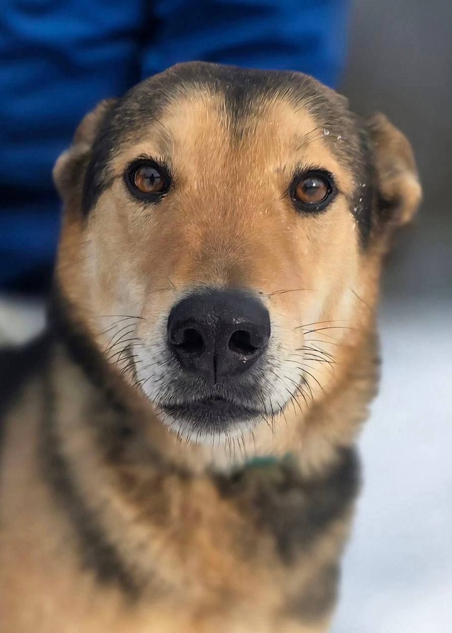 Найдена собака в Фрязине — фото объявления