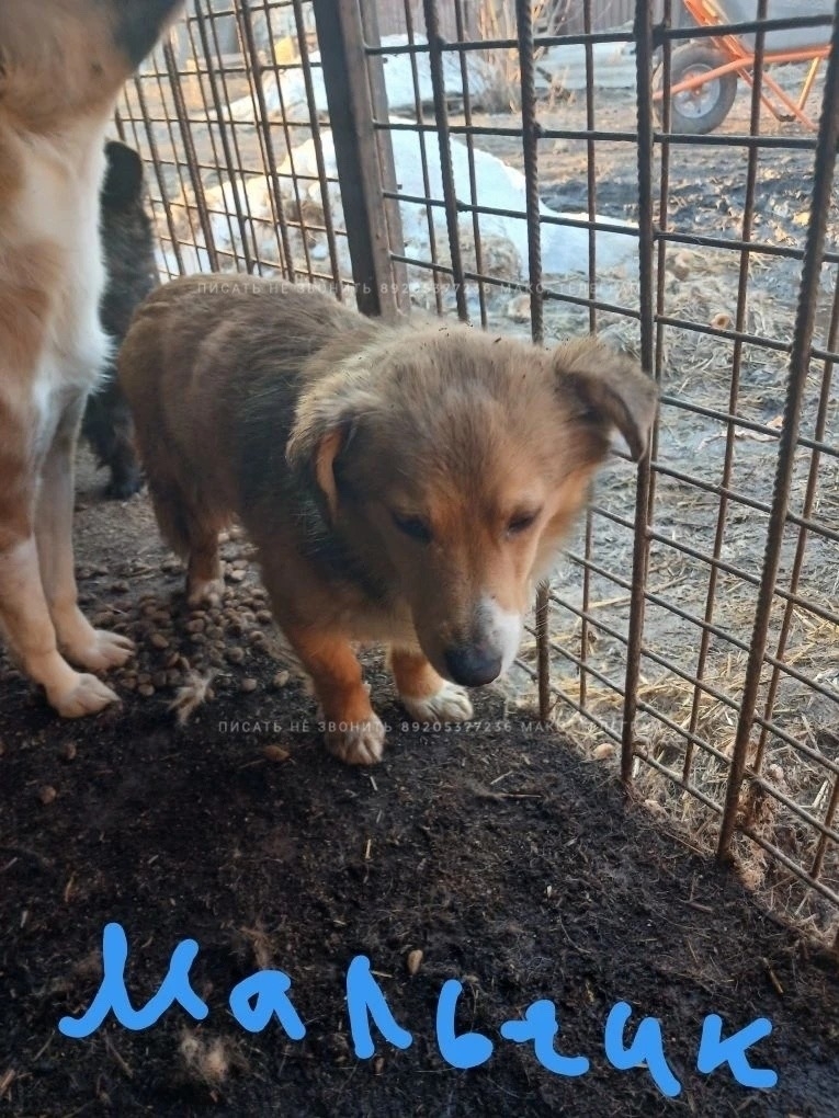 Пропала собака в Пушкине — Перед Вами еще один узник концлагеря, который полностью потерял надежду и желание жить.