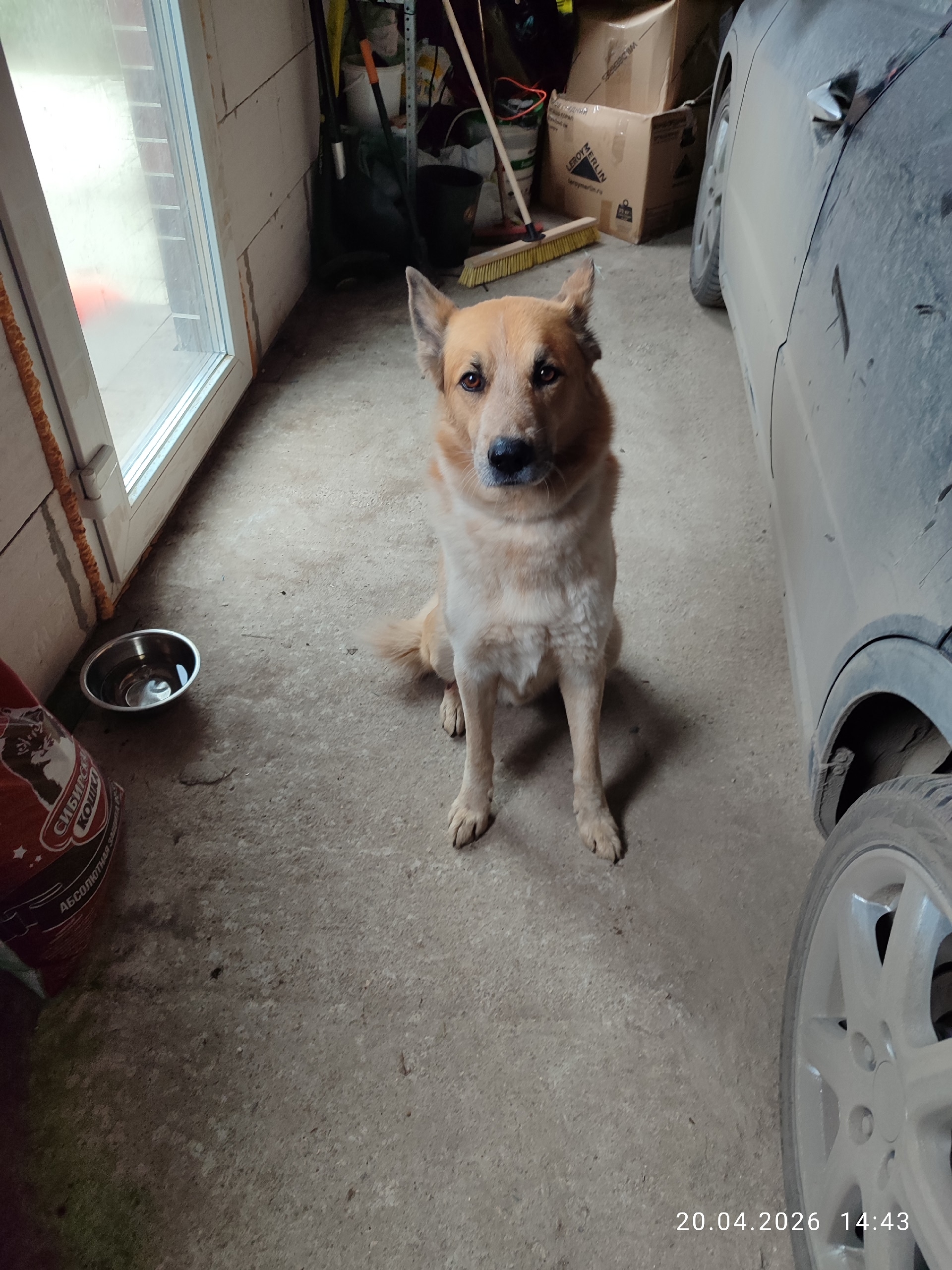 Найдена собака в Пушкине — фото объявления