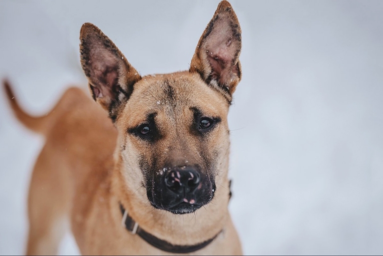 Найдена собака в Пушкине — фото объявления