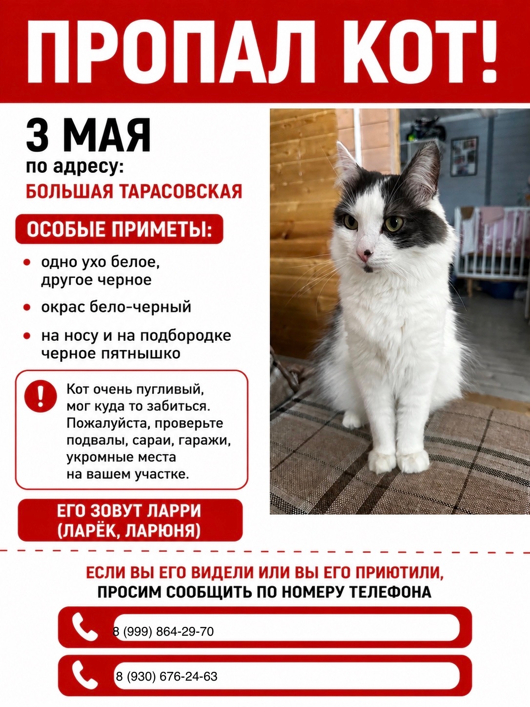 Найдена кошка в Пушкине — фото объявления