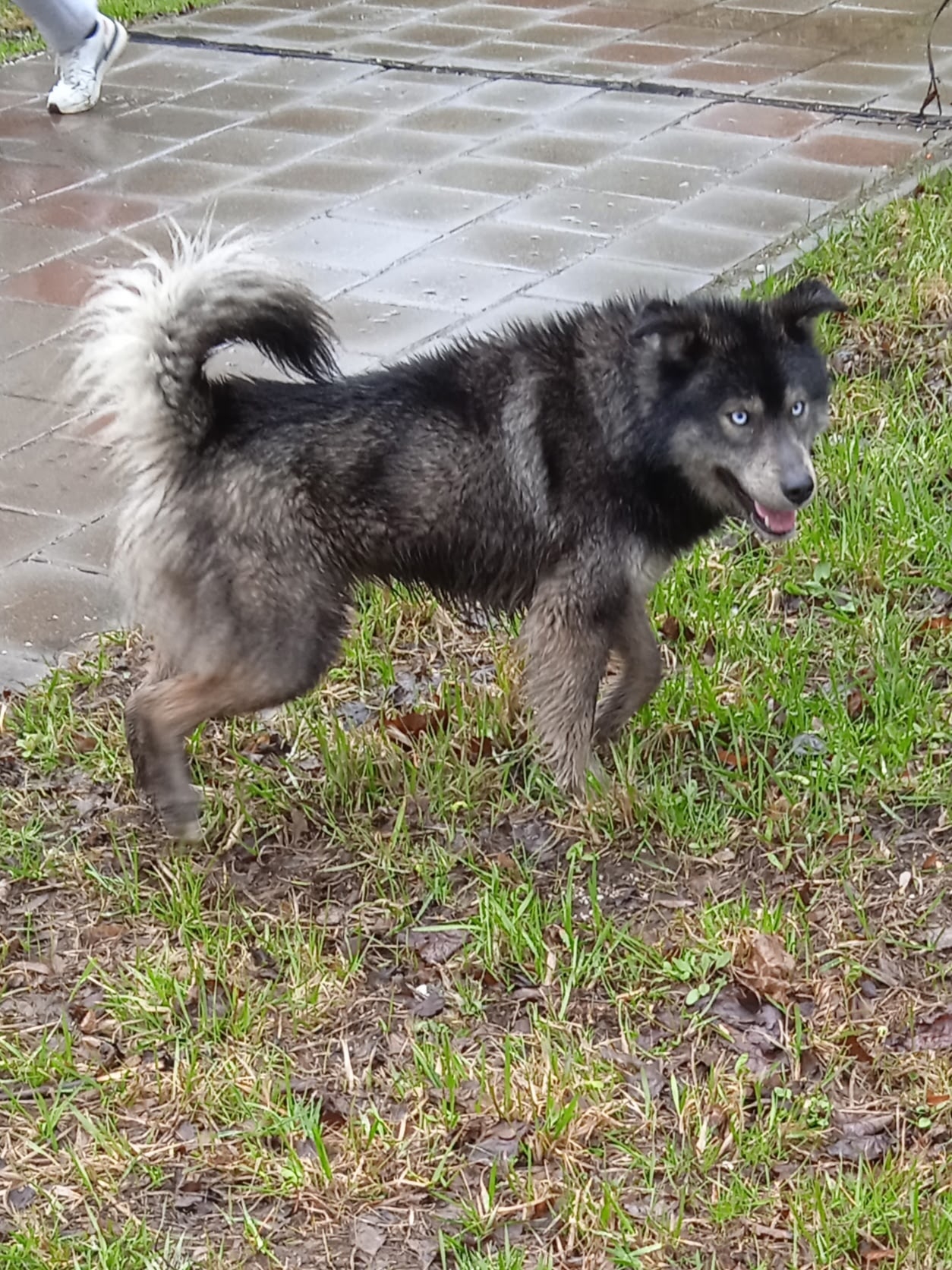 Пропала собака в Зеленограде — фото объявления