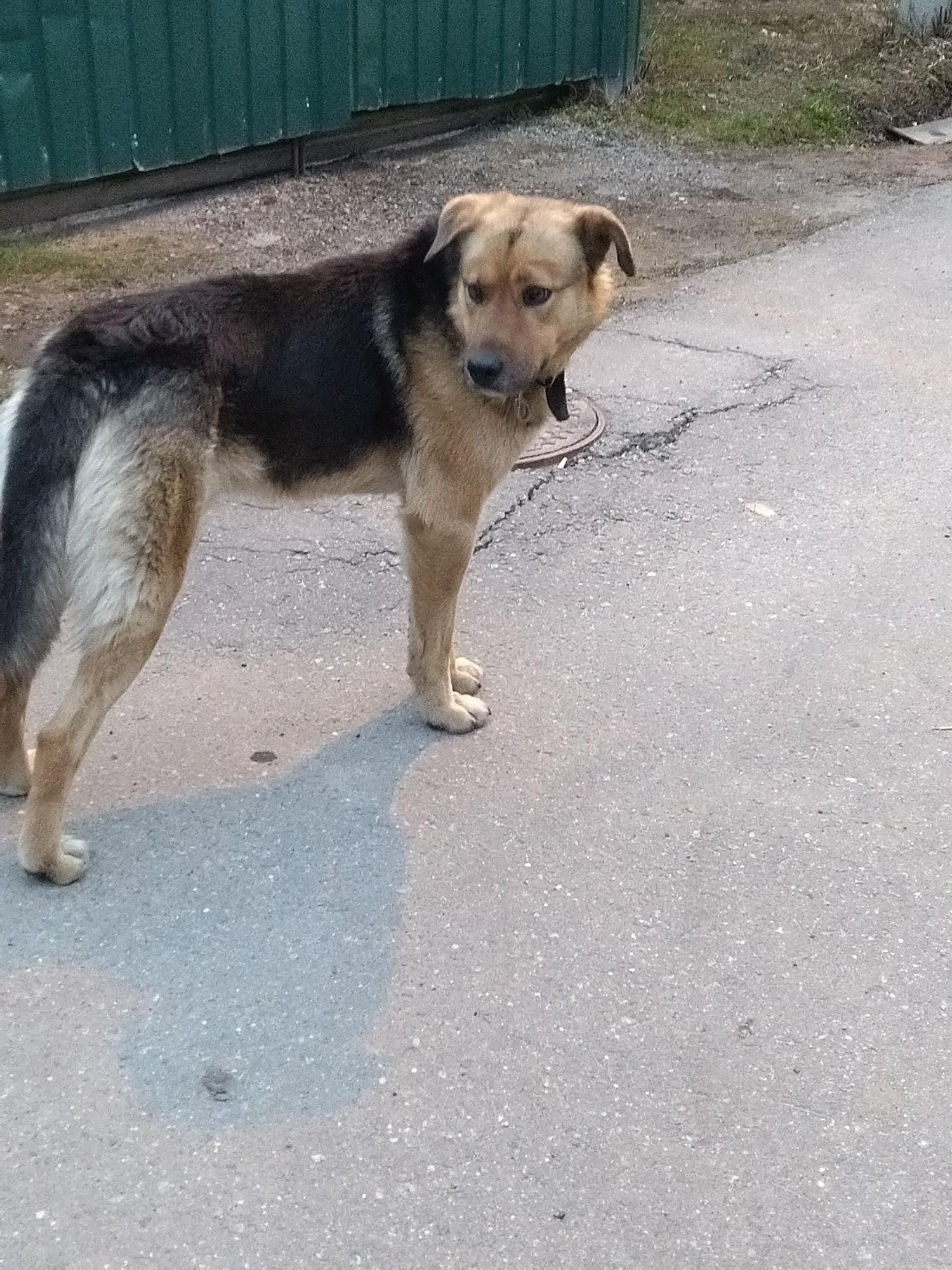 Пропала собака в Зеленограде — фото объявления