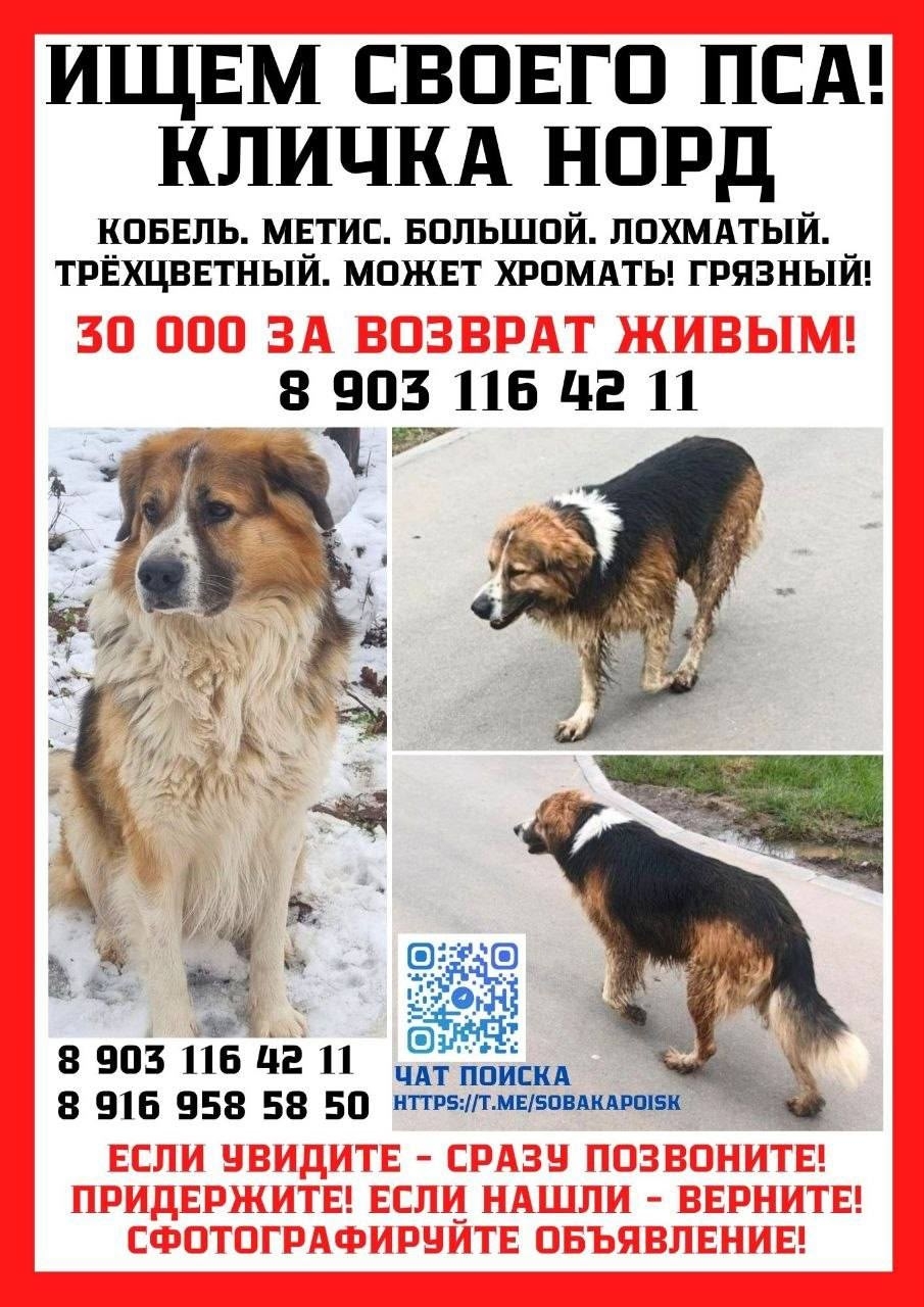 Найдена собака в Зеленограде — фото объявления