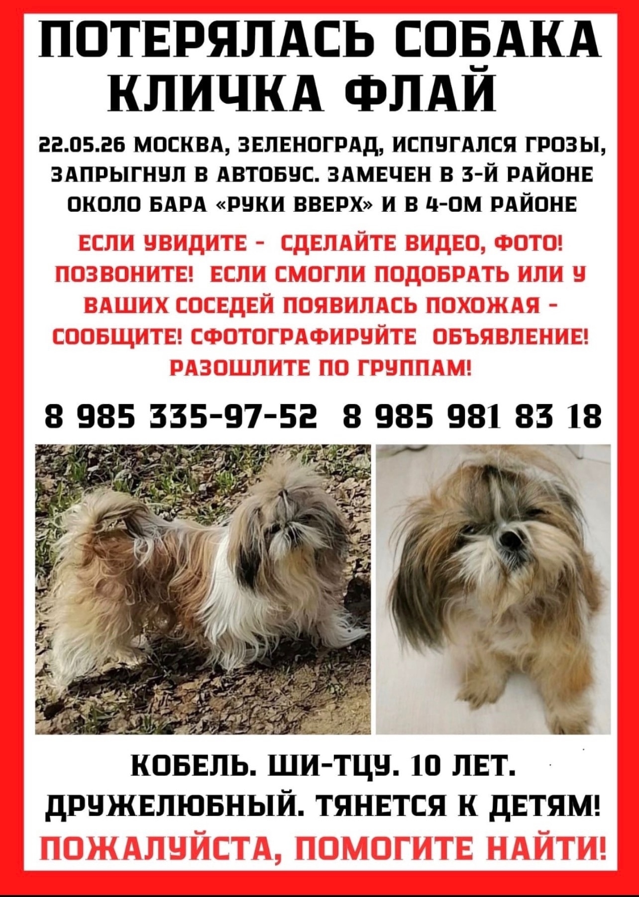 Найденная собака в Зеленограде Найдена собака в Зеленограде — фото объявления