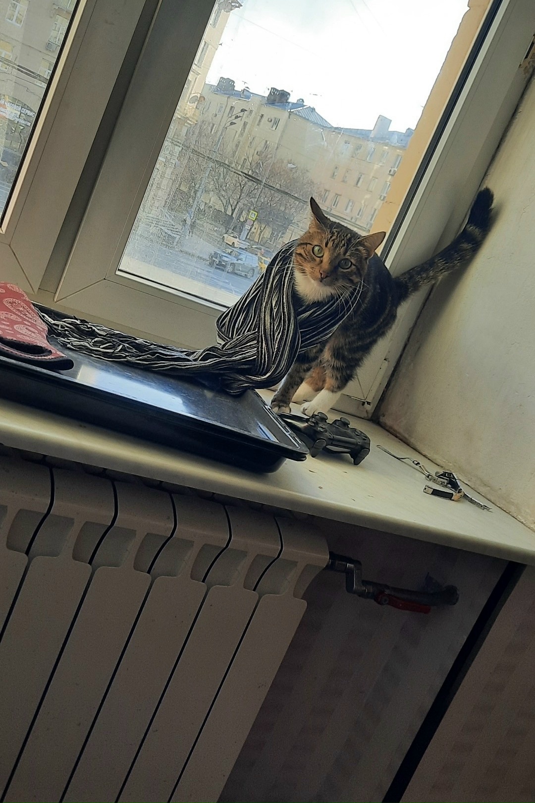 Найдена кошка в Зеленограде — фото объявления