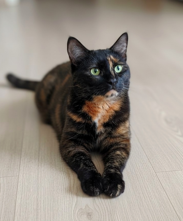 Пропала кошка в Другие города