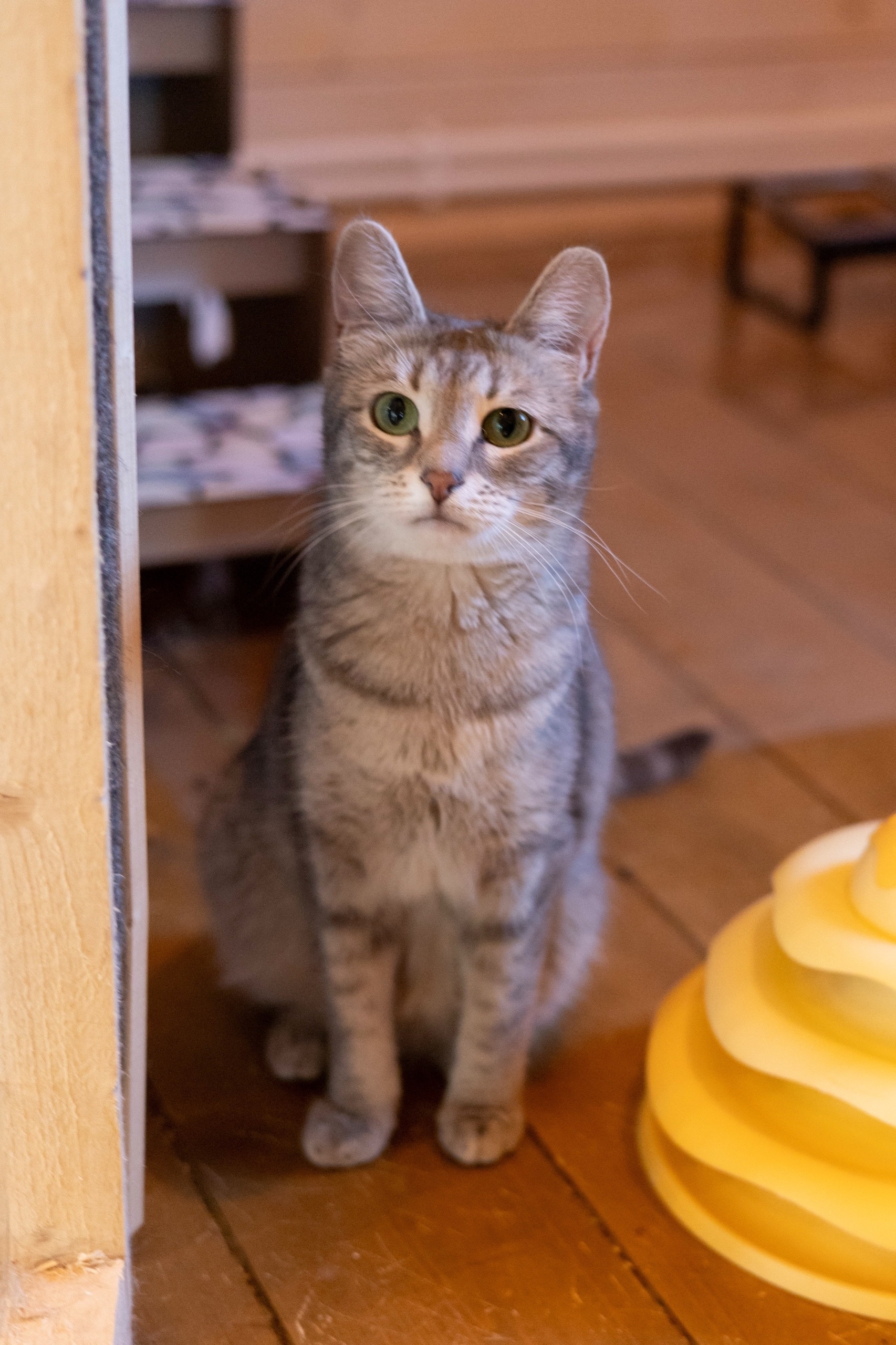 Найдена кошка в Других городах — фото объявления