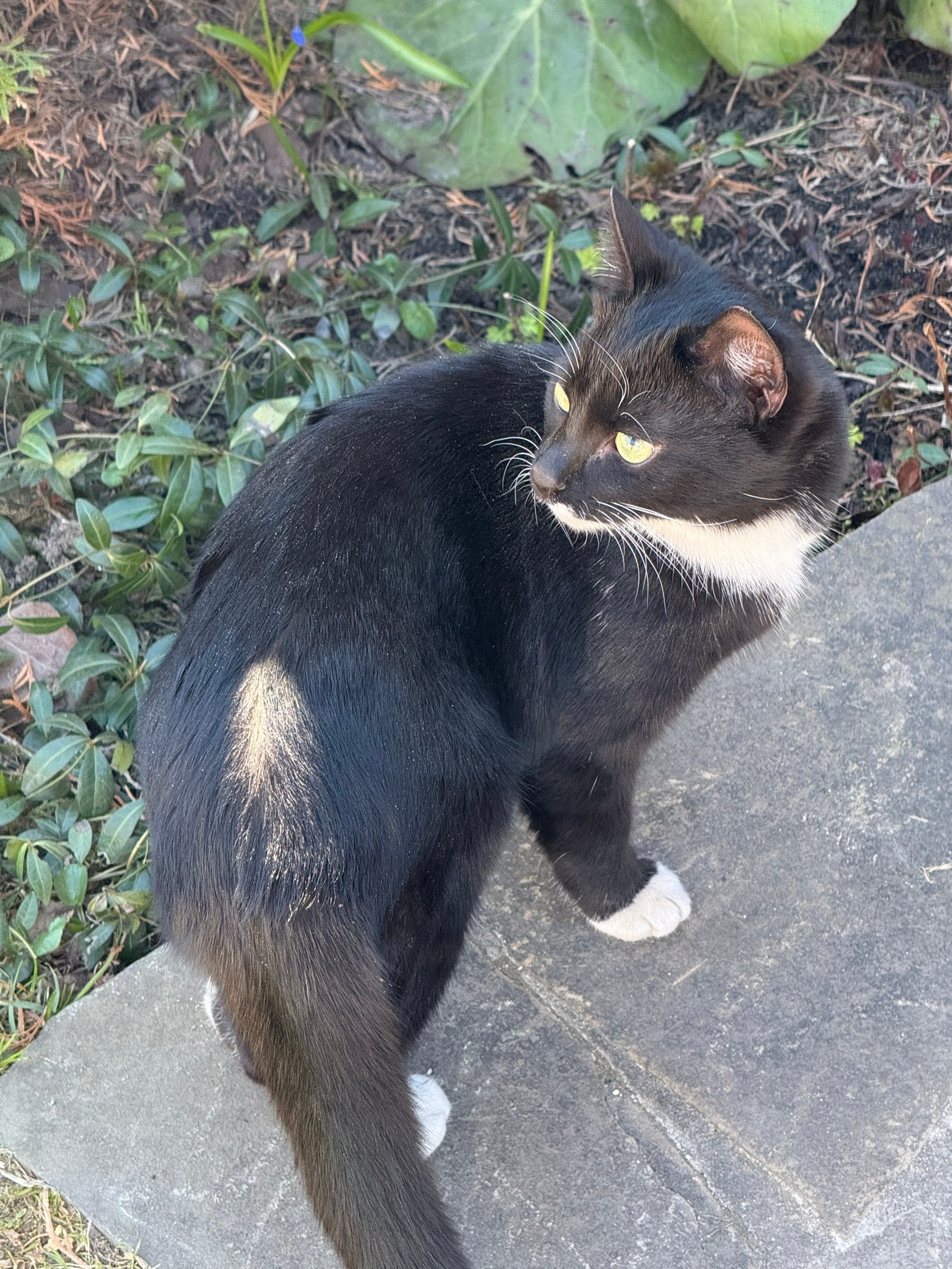 Найдена кошка в Мытищах — фото объявления