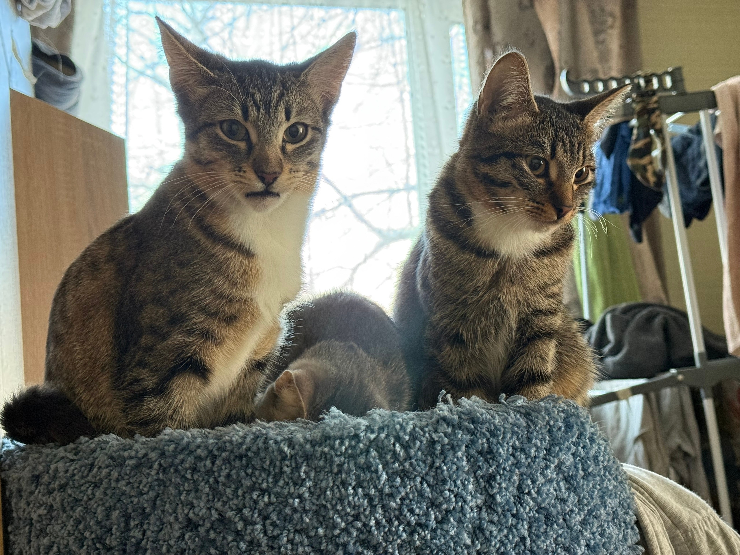 Пропала собака в Мытищах — фото объявления