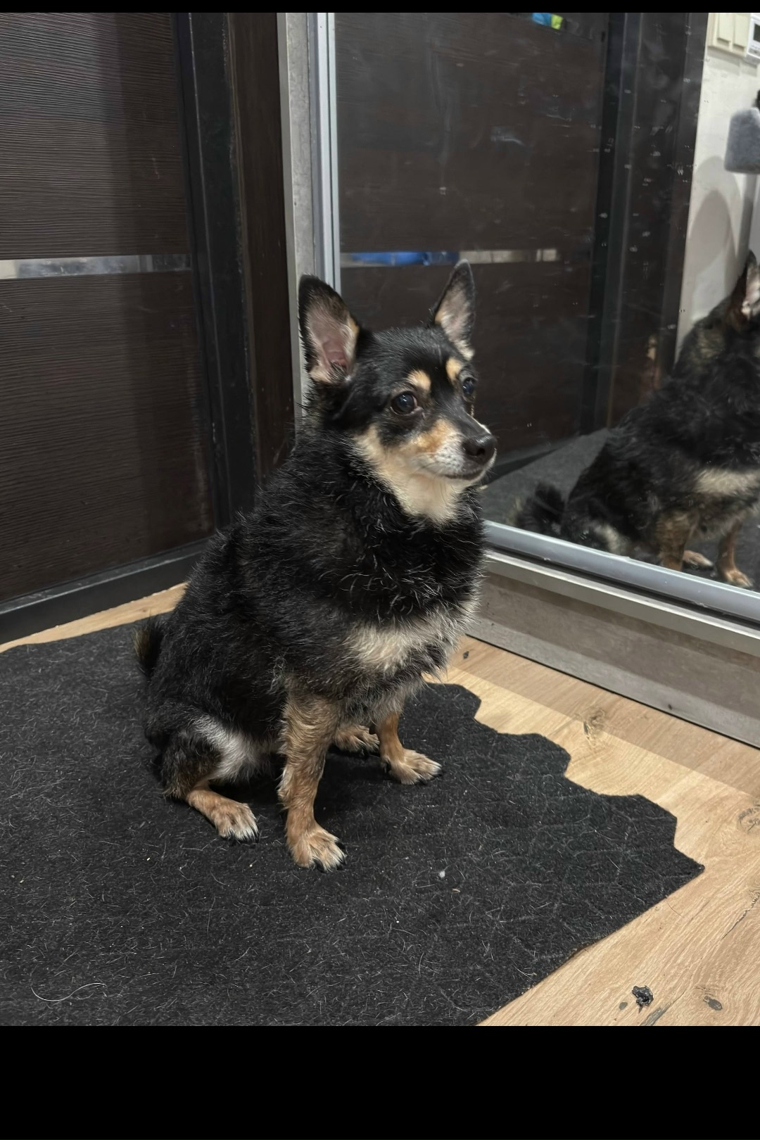 Найдена собака в Мытищах — фото объявления