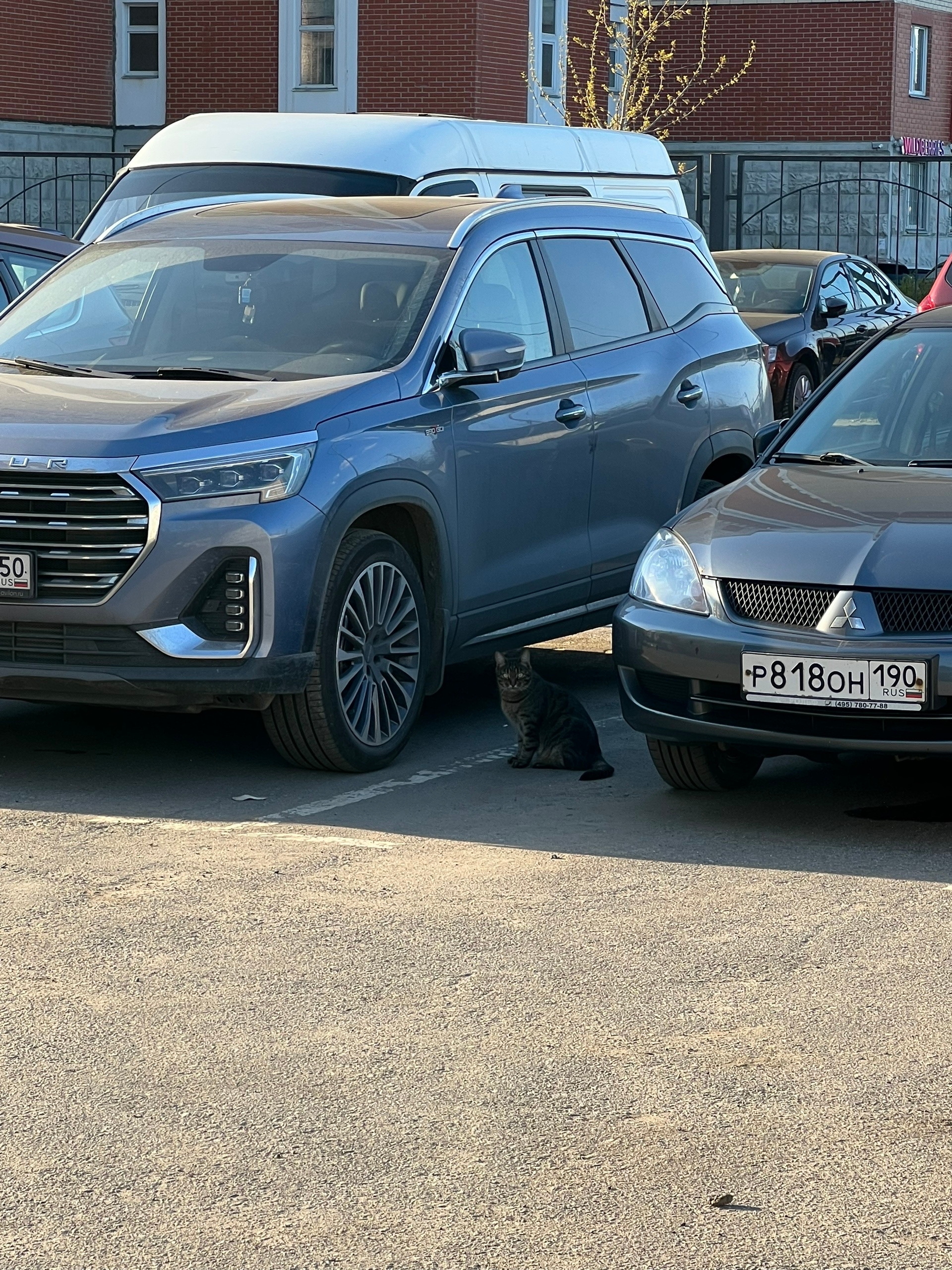 Найдена кошка в Мытищах — фото объявления