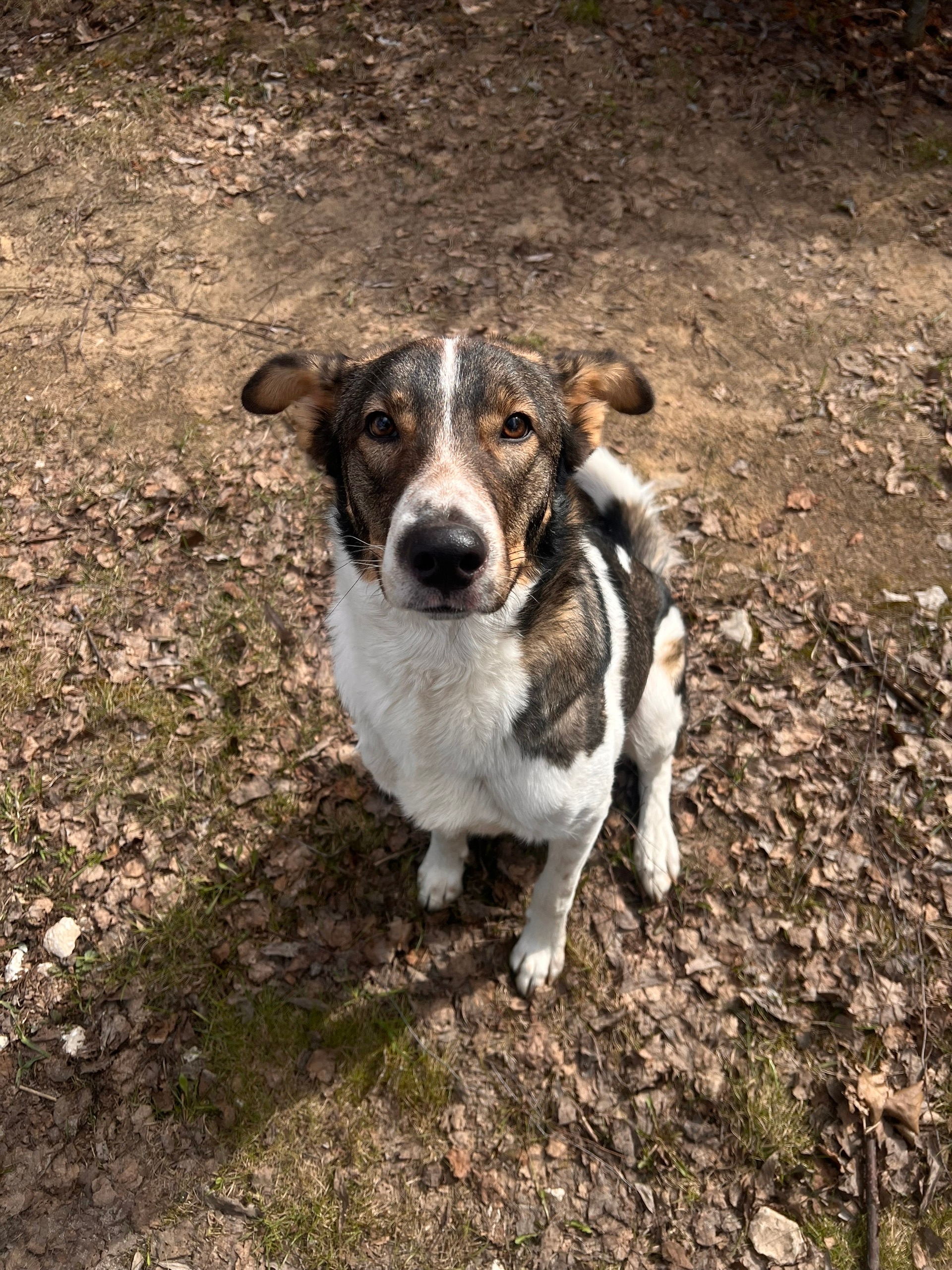 Найдена собака в Другие города