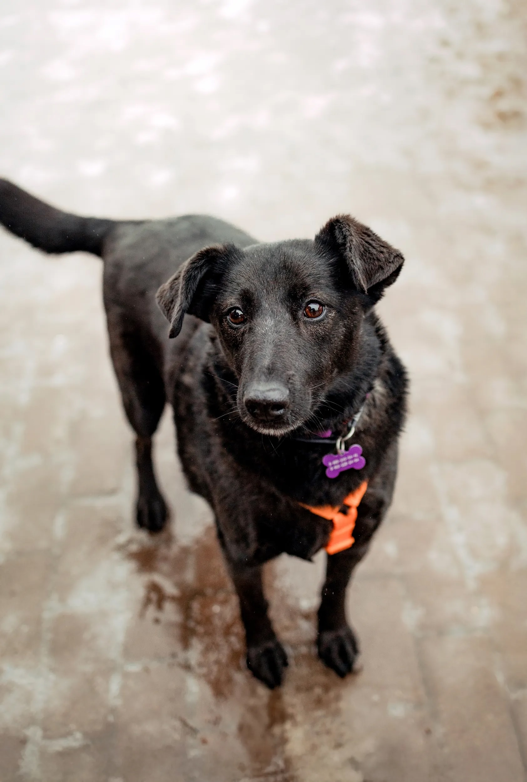 Найдена собака в Другие города
