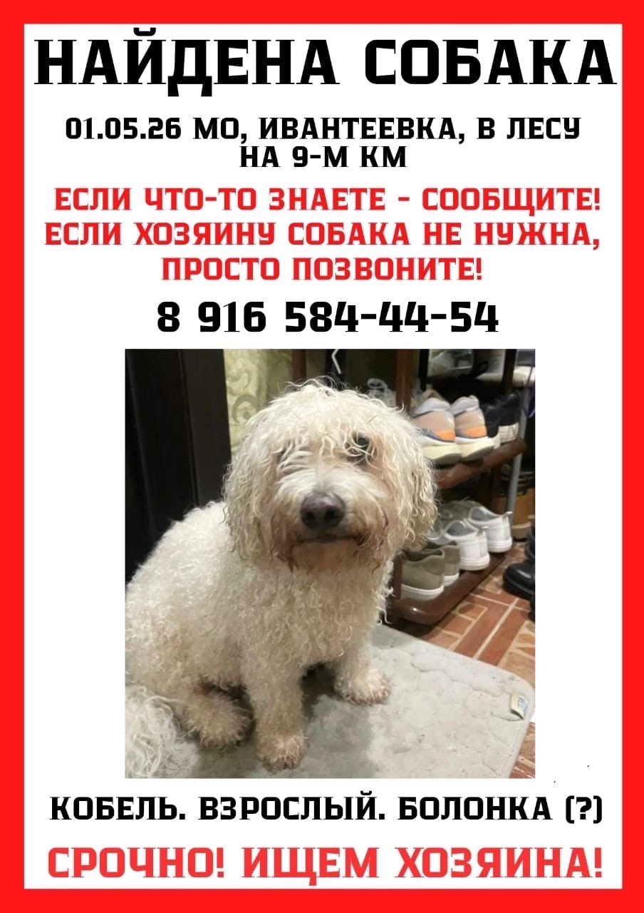 Найдена собака в Других городах — фото объявления
