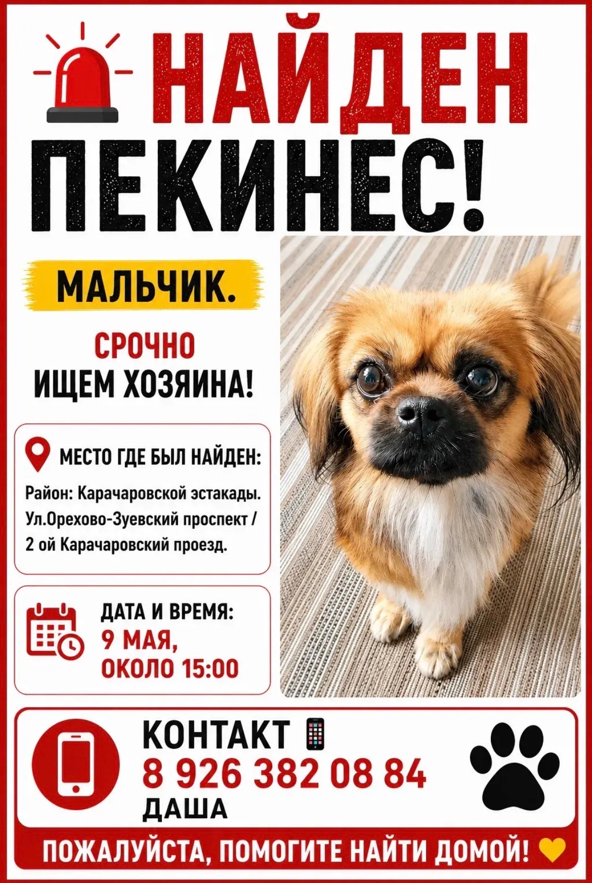 Найдена собака в Других городах — фото объявления