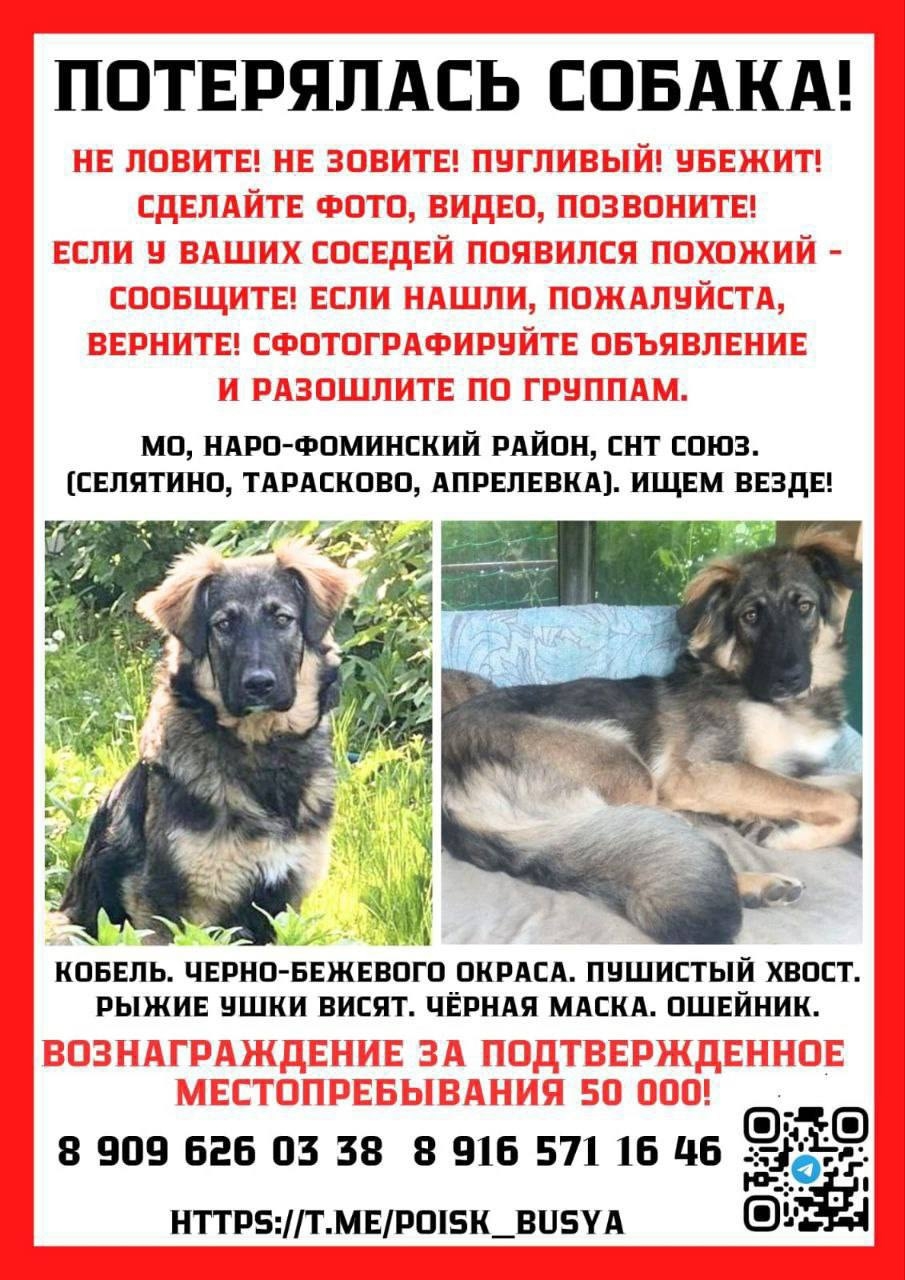 ⚠️ Пропала собака