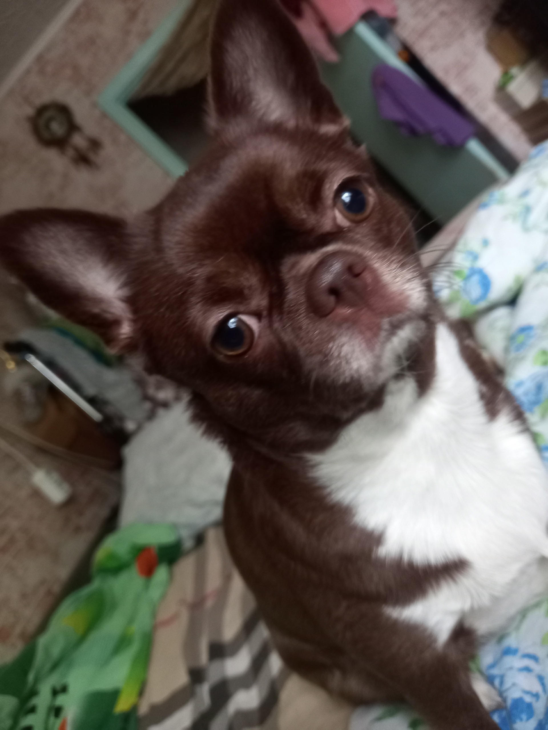 Пропала собака в Другие города