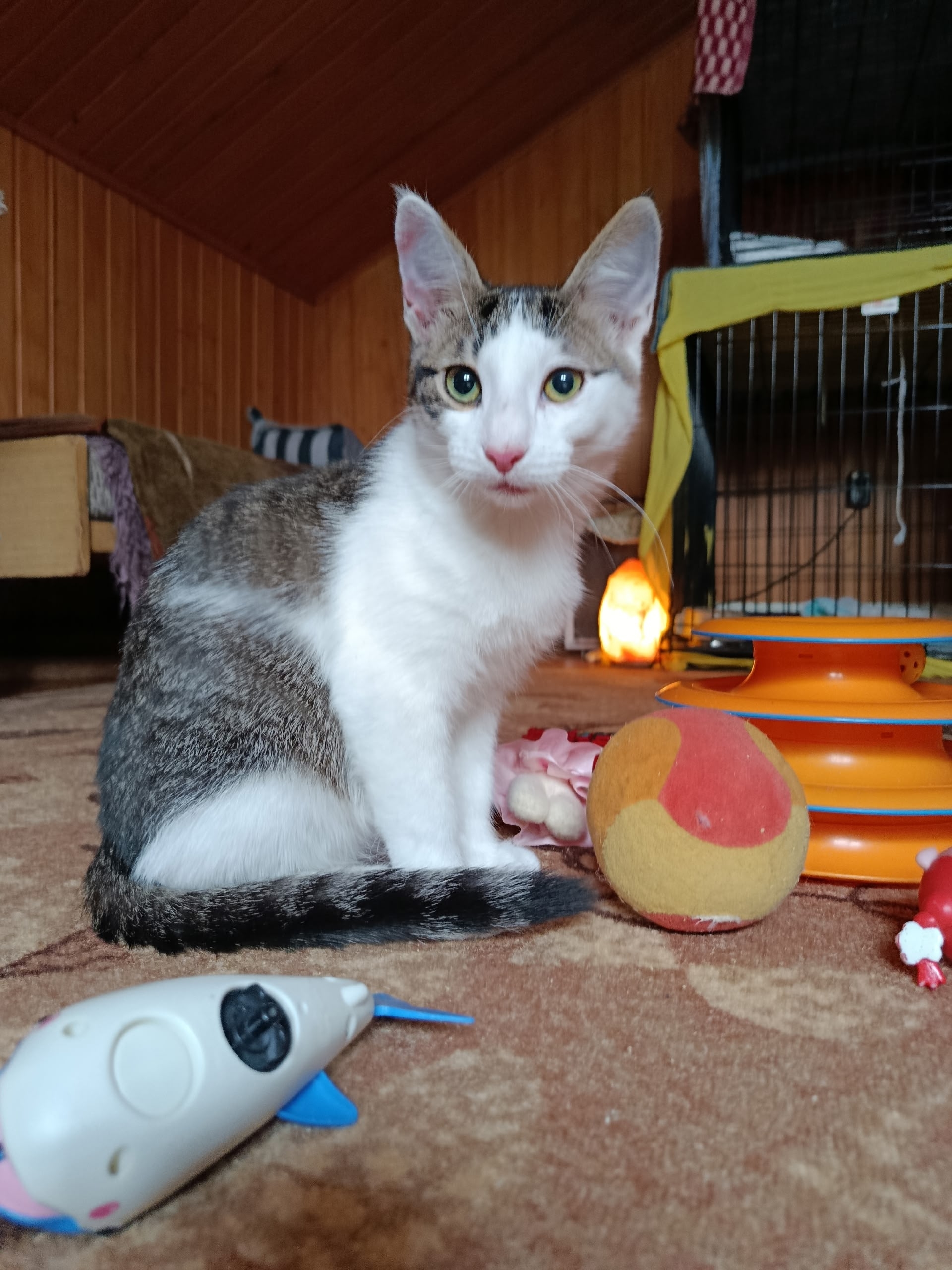 Найдена собака в Другие города