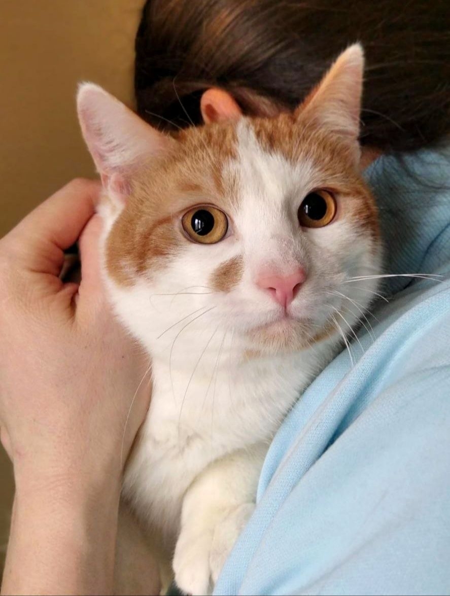 Найдена кошка в Других городах — фото объявления