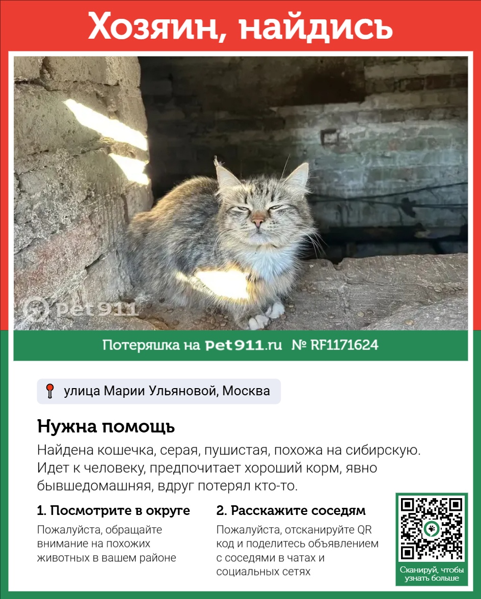 Найдена кошка в Видном — фото объявления